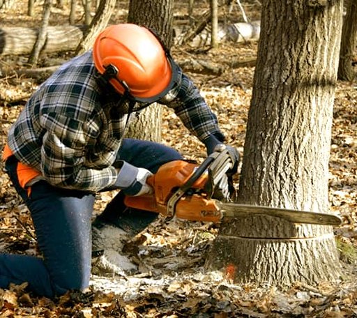 Tree Removal in Diagonal, IA